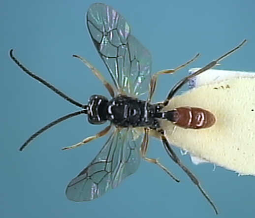 Ichneumonidae 15